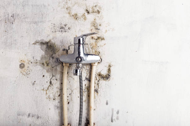 Home Mold Removal in Schenectady, NY