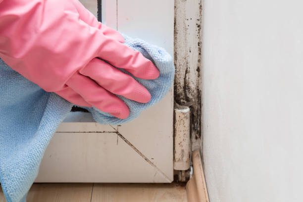 Professional Mold Removal in Schenectady, NY